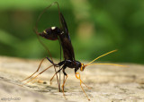 Megarhyssa atrata