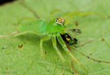 Magnolia Green Jumper - female Lyssomanes viridis