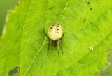 immature Orb Weaver