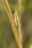 Cattail Toothpick Grasshopper