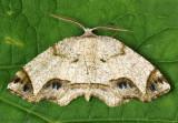 Alien Probole Moth Probole alienaria #6837