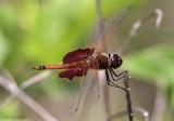 Carolina Saddlebags - Tramea carolina