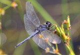 Double-ringed Pennant Celithemis verna