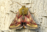 Schinia roseitincta #11092