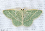 Chlorochlamys appellaria #7073