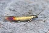 Large Clover Casebearer Moth Coleophora trifolii #1388