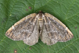 Spodolepis substriataria #6799