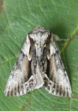 Hyppa contrasta #9579