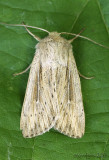 Leucania insueta #10449