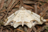 Friendly Probole Moth Probole amicaria #6838