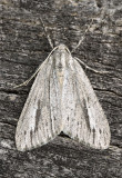 Carphoides incopriarius #6624