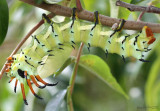 Hickory Horned Devil