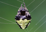 Triangulate Orbweaver Verrucosa arenata