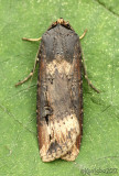 Ipsilon Dart Agrotis ipsilon #10663