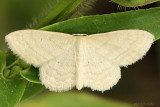 Soft-lined Wave Scopula inductata #7169