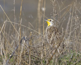 Meadowlark
