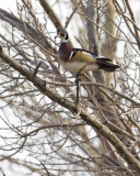Wood Duck