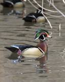 Wood Duck