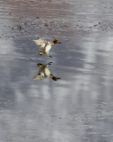 Green-winged teal