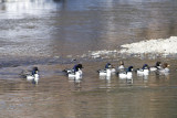 Barrow's Goldeneye
