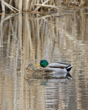 Mallards