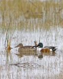 Northern Shovelers