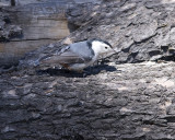 White-breasted Nuthatch