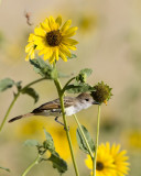 Ash-throated Flycatcher