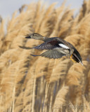 Gadwall