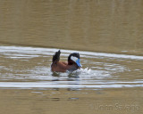 Rudy Duck