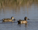 5-5-12 gsl bear river 123 10x8 low res.jpg