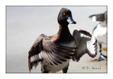 Canard - 5223