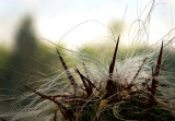 Hairy Cactus