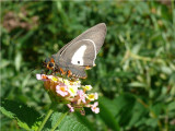 One-pip Policeman - Coeliades anchises - Beira Mozambique - P1350150.JPG