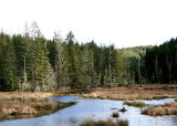 water and forest