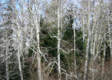 more winter alders