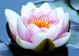 22 waterlily 11