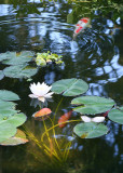 35 koi, white lily 2