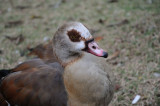 Zoo 2011