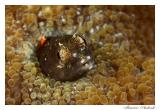 Macro Peixe