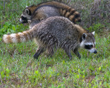 Racoons.jpg