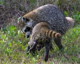 Racoons Wrestling.jpg