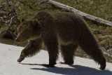 Grizzly Near Roaring Mountain.jpg
