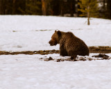 Grizzly with Mouthful of Vole.jpg