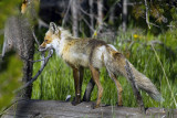 Lake Fox on a Log.jpg