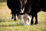 Grazing in the Bluebonnets