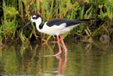 Black-Necked Stilt (Himantopus mexicanus) (8471)