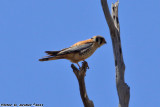 American Kestrel (Falco sparverius) (3852)