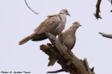 Ring-necked Dove (Streptopelia capicola) (4741)