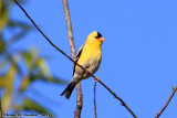 American Goldfinch (Carduelis tristis) (5450)